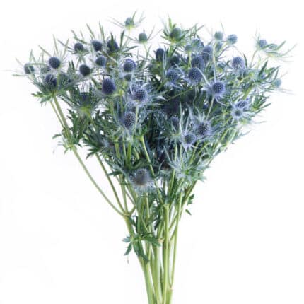 Eryngium Orion holl