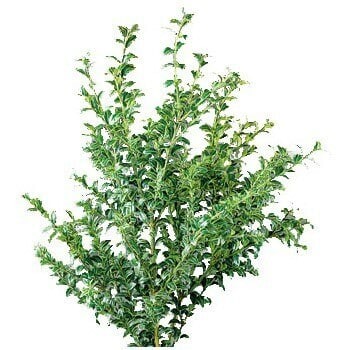 Oregonia Silver groot