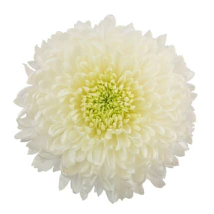 Mum Disbud Button White cont