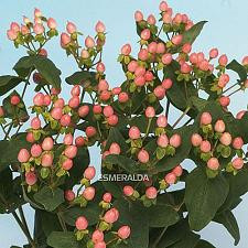 HYPERICUM pink esmer