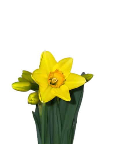 Daffodil Pumpkin Beth holl