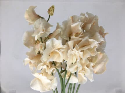 Sweet Pea Caramel holl