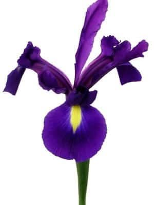Iris Purple bella
