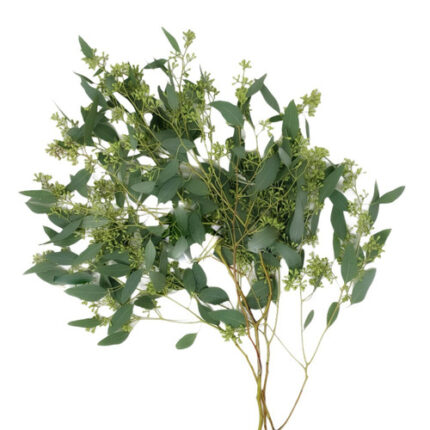 Eucalyptus Seeded Paradise