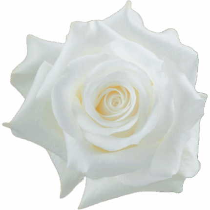 Rose Bridal Akito 40cm rprima