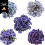 Pom Cushion Asst BluOcean(18ca - Image 2