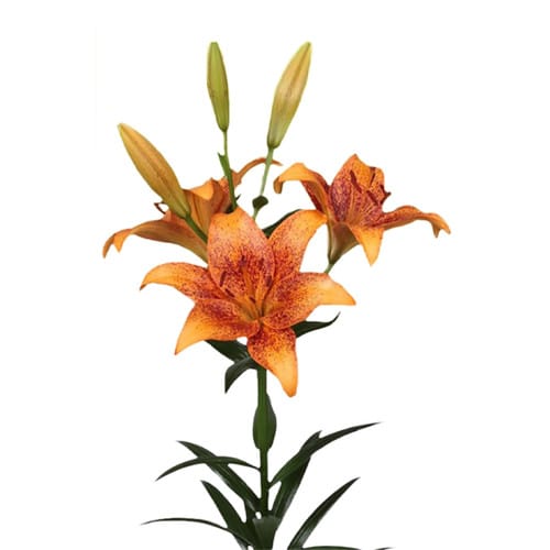 eb18ed4e-a82f-459e-91c7-589147846f26.jpg Lily Tango HeartStrings rio - Image 1