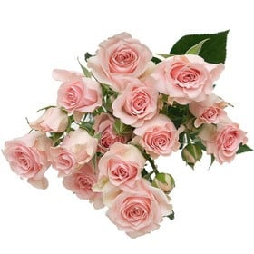 RoseSpray StarBlush rfi