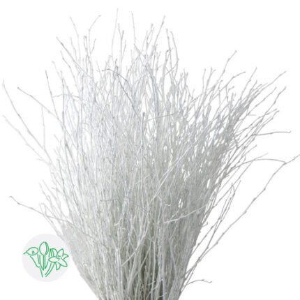Dried Betula Pendula White hol