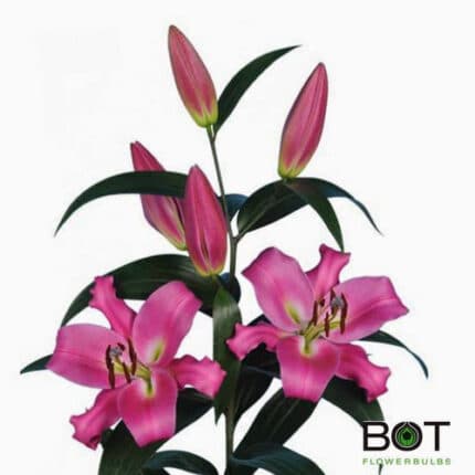 Lily Pinnacle holl