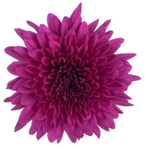eb3daa9e-6f56-48a3-b775-b445530c1ff6.jpg Mum Cremon Purple Lamira sole - Image 1