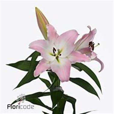 Lily Pink Mist holl