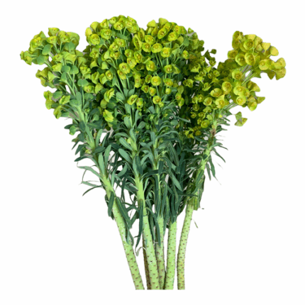 Euphorbia Martinii mellano