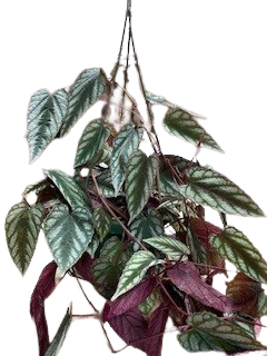6" Cissus Discolor Hanging Bas