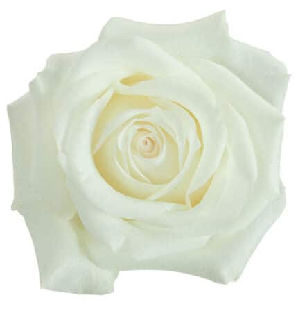 Rose Gdn Inocencia florecal