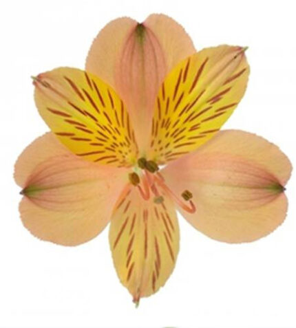 Alstro Lorena sel peach sole