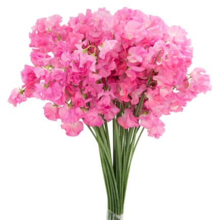 Sweet Pea Diana holex