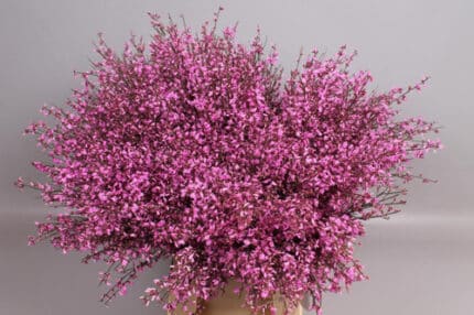 Ginestra HotPk holl