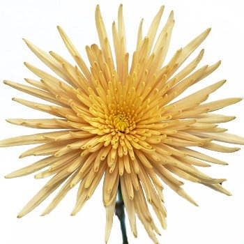 Mum Delistar Brz Safina sole