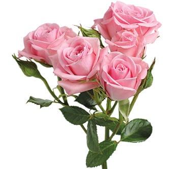 RoseSpray Lt pk golden