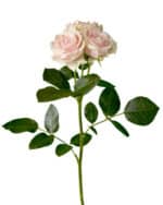 Rose Spray Wedding Sensation T - Image 2