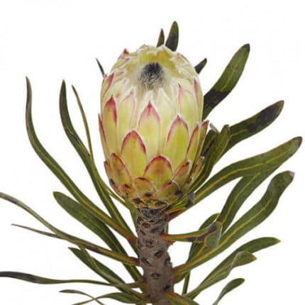 Protea White Night rfi