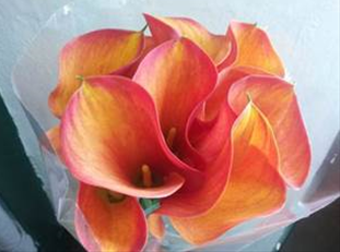 Calla Gran Paradiso