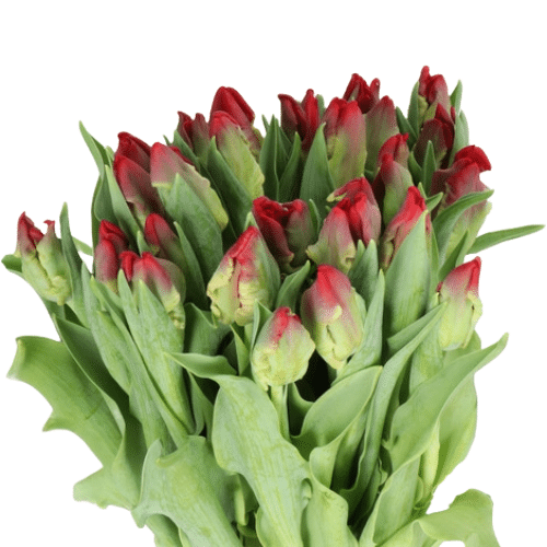 ebed1b87-dc94-4c52-aed4-0f1c00a4a3f4.png Tulip Red Parrot holland - Image 1