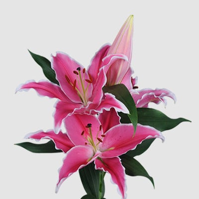 Lily Sharida holl 2+