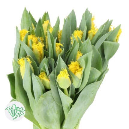 Tulip Frill Yellow holl