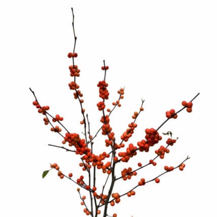 Ilex Coral cramer