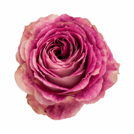 Rose Gr Dory 40cm holex
