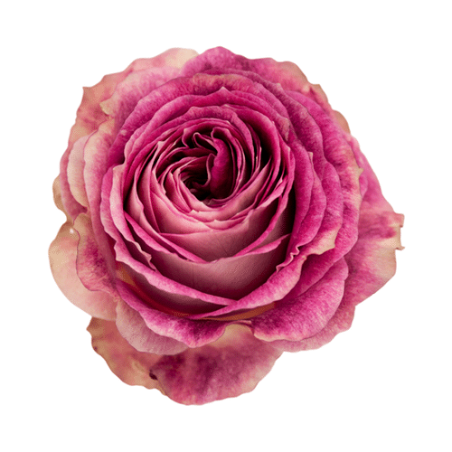 ec0153a0-6b73-4d8d-b7ad-dab670d32e06.png Rose Gr Dory 40cm holex - Image 1