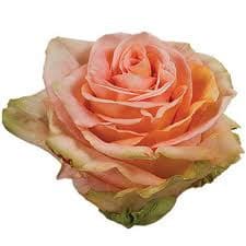 Pink finness 50 rprima