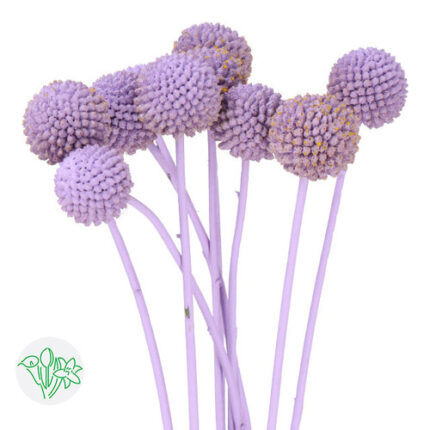 Dried Craspedia Lavender holl