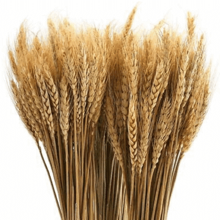 Dried Wheat Grass magic