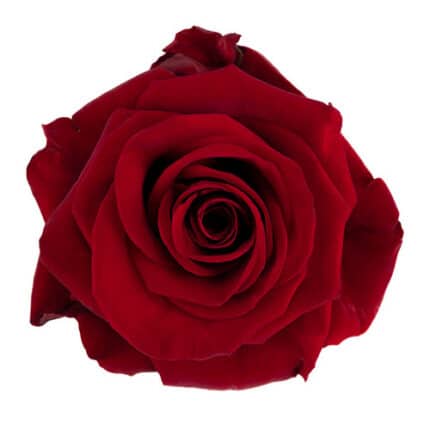 Rose Redvolution 60cm mystic