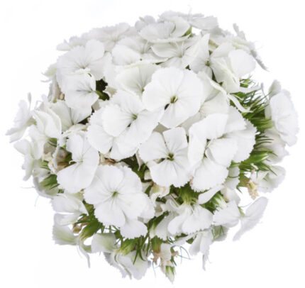 Dianthus Barbatus Kiwi Bunny r