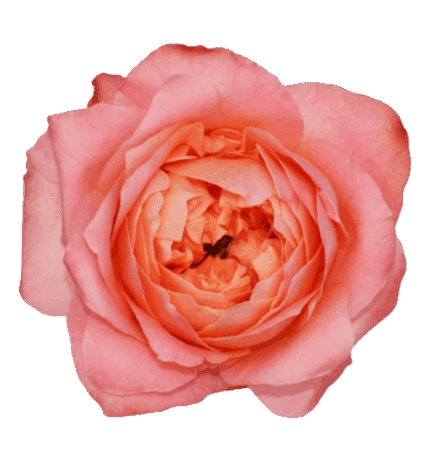 Rose Dragonfly 40cm sunrite