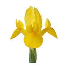 Iris Yellow bella