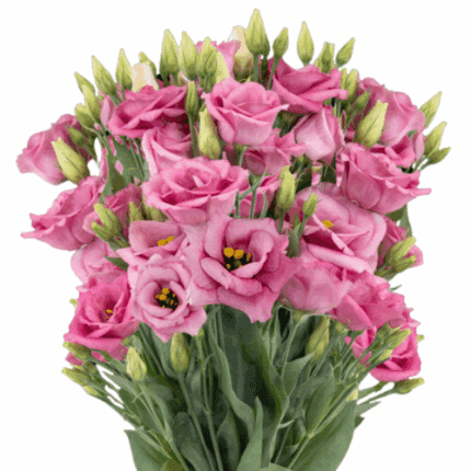 Lisianthus Pink canada