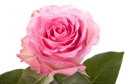 Rose SweetUnique 60cm tessa