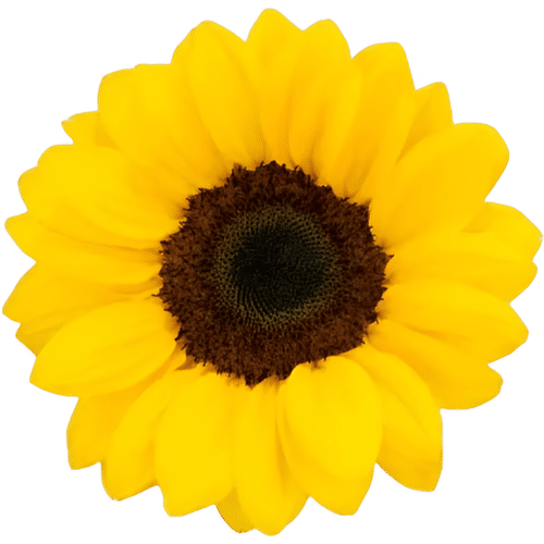ec648803-814c-4c83-9278-bca1bcf436bb.png Sunflowers tutuli - Image 1