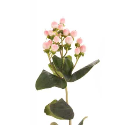 Hypericum Pink Spray 60cm f.c.