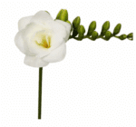 Freesia Dbl Versailles holl - Image 2