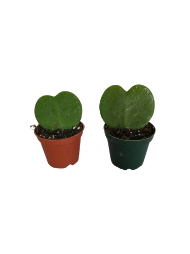 3" HOYA KERI