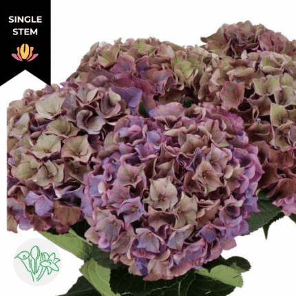 Hydrangea Mauve holl(STEM)