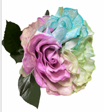 Rose Aquarella 60cm florecal