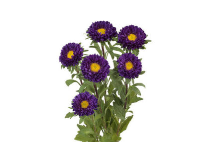 Aster Matsu Purple holex -