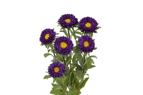 eca1adaf-8384-456b-84d2-9ae92a1e404b.jpg Aster Matsu Purple holex - - Image 1